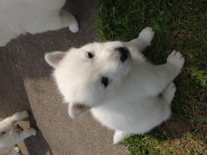 Chiots blanc type husky de Sibérie 
