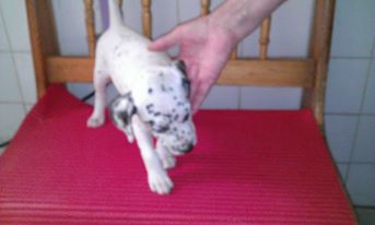Vend chiots dalmatiens
