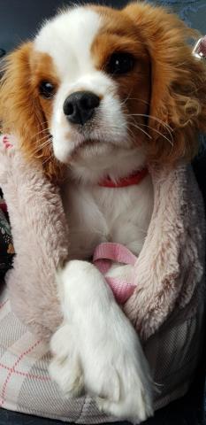 Cavalier king charles chiot 8mois