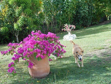 Vacances en guadeloupe