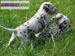 Magnifiques chiots Dalmatien LOF