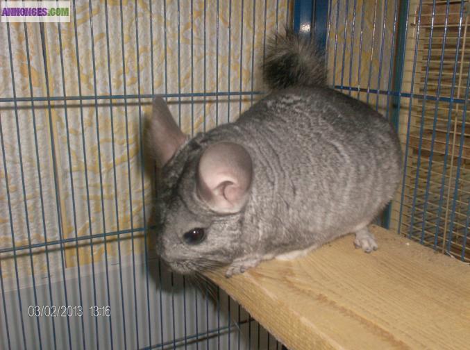 Chinchillas