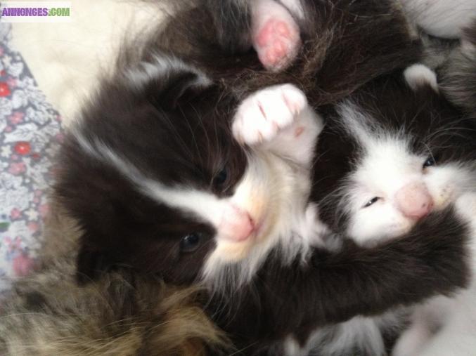 Chaton types croisées Maune Coon