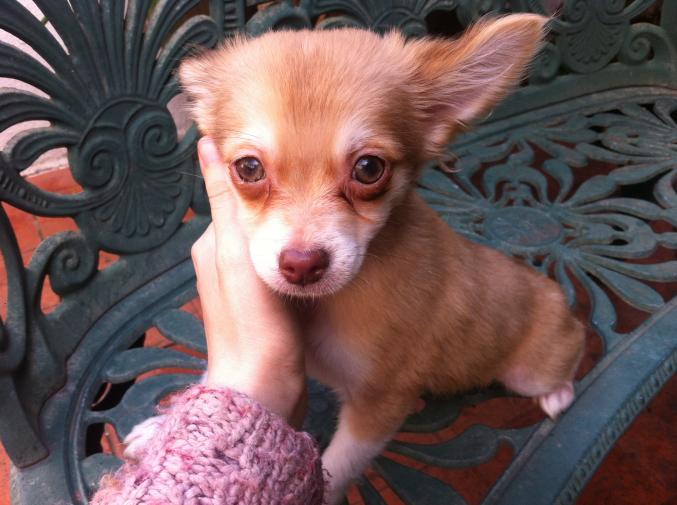 A Vendre Chihuahua.