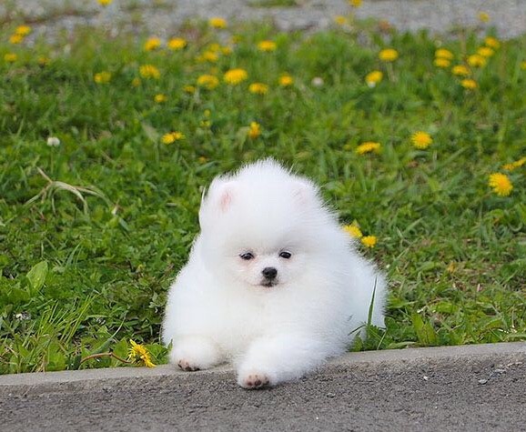 Magnifiques chiots Pomeranian teacup non lof