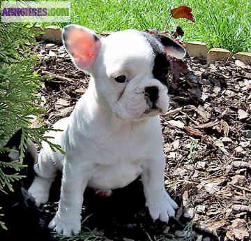 Des Chiots Bouledogue Francais pour adoption