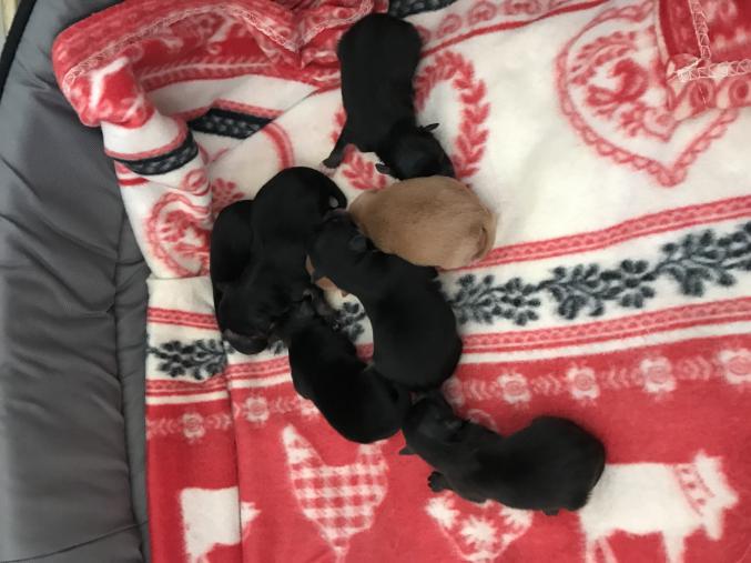 A réserver chiots Spitz 