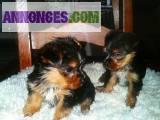Yorkshire Terrier LOF