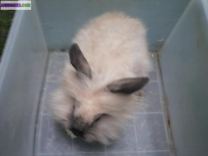 Lapin tete de lion
