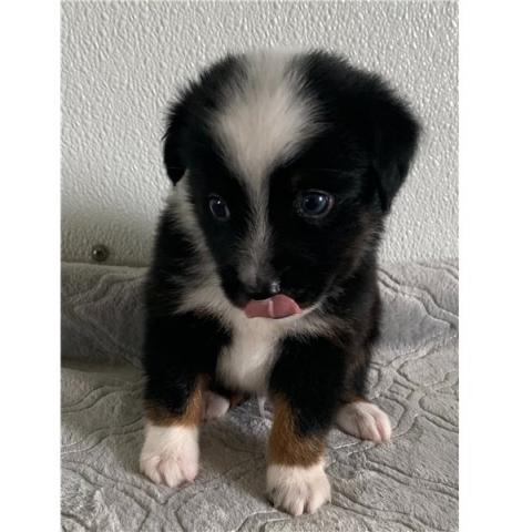 Chiots berger australien