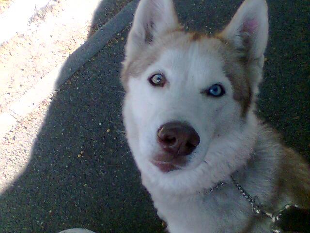 Donne husky siberien femelle