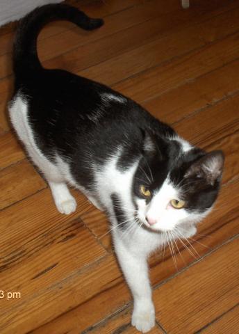 Chatte à adopter 13004