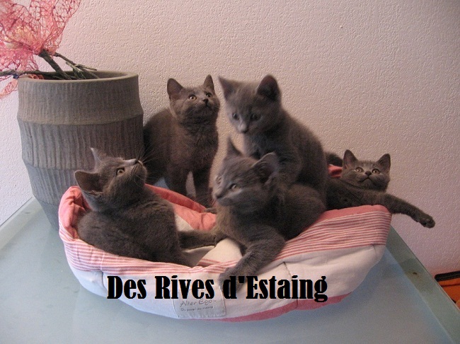 A réserver chatons Chartreux à naitre fin Mars