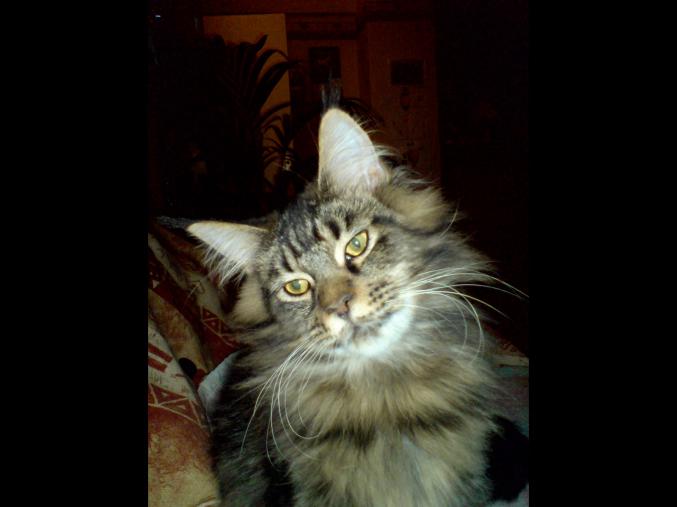 Propose à l'achat chat main-coon