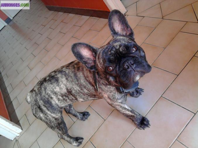 Bouledogue français