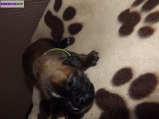 CHIOTS TYPE BOXER NON LOFT
