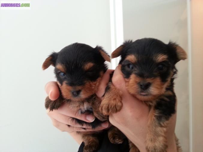 À réserver bébés type Yorkshire mini toy