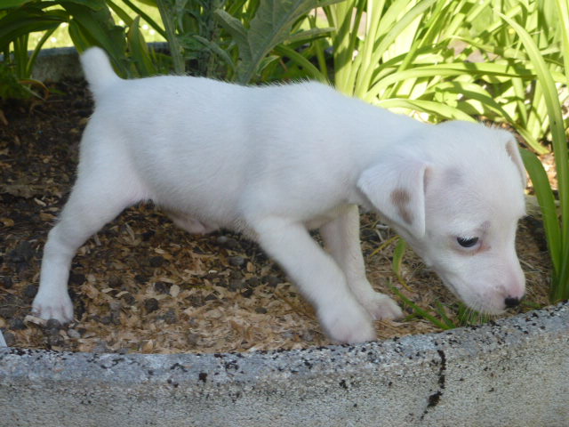 Chiots jack russel 