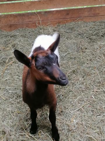 2 chevreaux castrés de 3mois semi nain