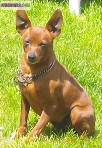A reservé chiots type pinscher nain