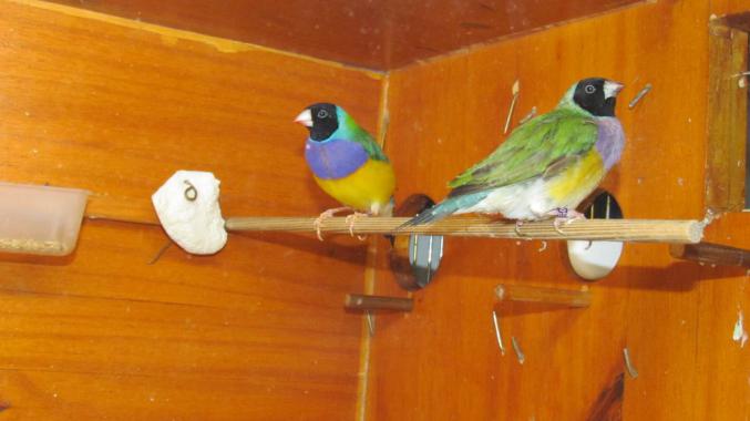 Couple oiseaux diamant