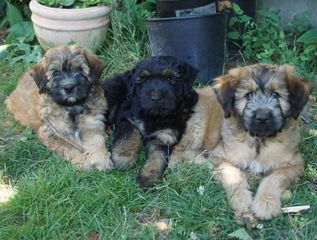 Chiots type BERGER CATALAN