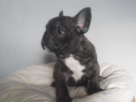 Magnifiques chiots bouledogues francais