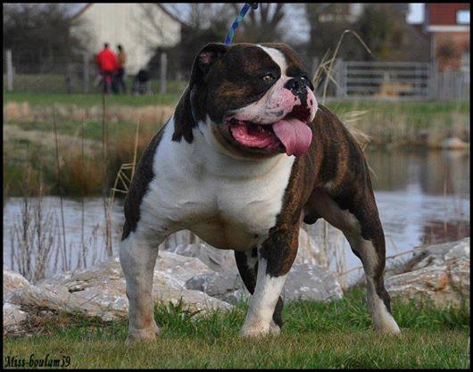 Superbe Chiots Bouledogue americain