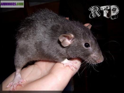 Jolis rats mâles et femelles à adopter