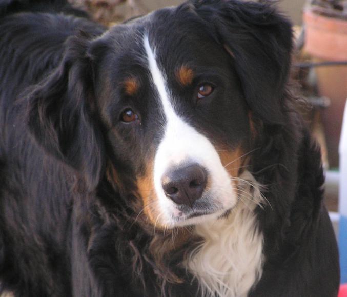 Toilettage a domicile