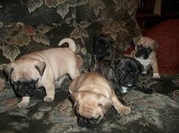 Bouledogues Français  inscrits au LOF