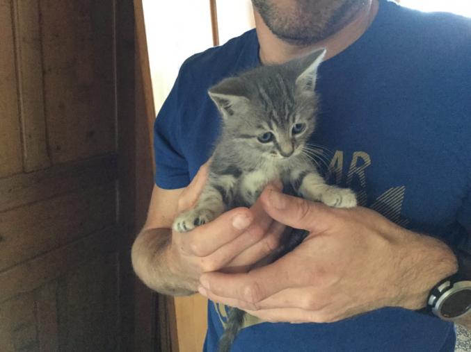 Oscar, magnifique tigré