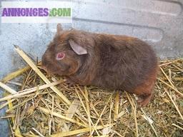 Cochon d'inde de race