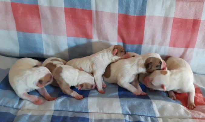 Bouledogue Américain