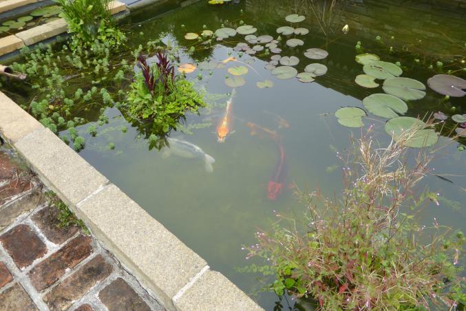 Carpes Koi