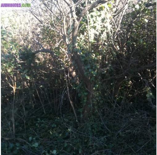 Terrain pour: loisirs , vacances ,jardinage, potager, famille,