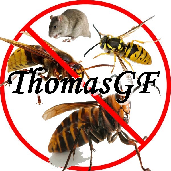 Élimine les nids de frelons et de guêpes