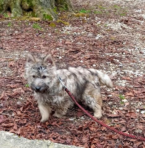 CHIOT CAIRN TERRIER