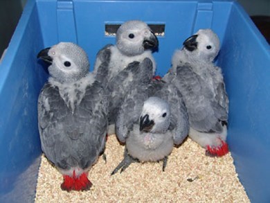 Donne Magnifique Bébé gris du gabon a reserver