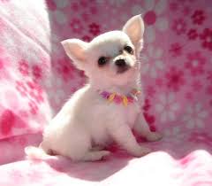 Disponible chiot chihuahua femelle et mâle  inscrit au lof 