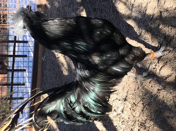 AYAM CÉMANI Oeufs  Fécondés Race Pure Qualité rare 