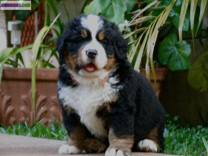 Magnifique bouvier bernois