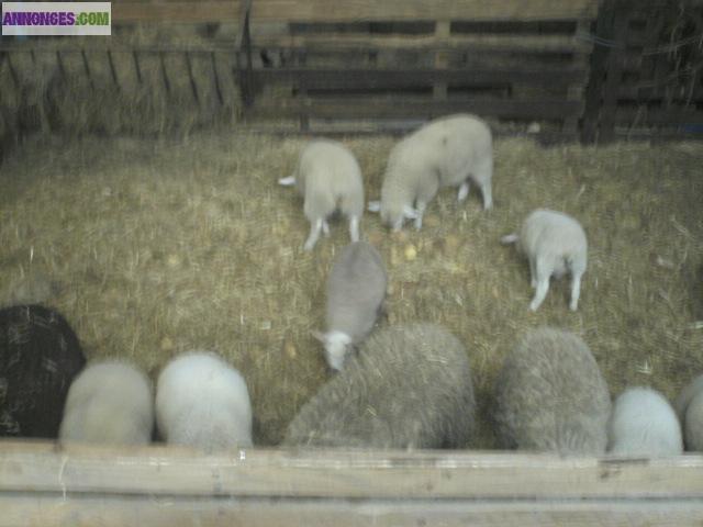 Vends agnelles bonne a saillir