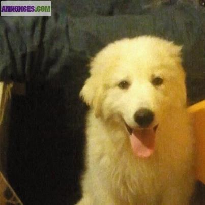 Montagne des pyrénées dit patou