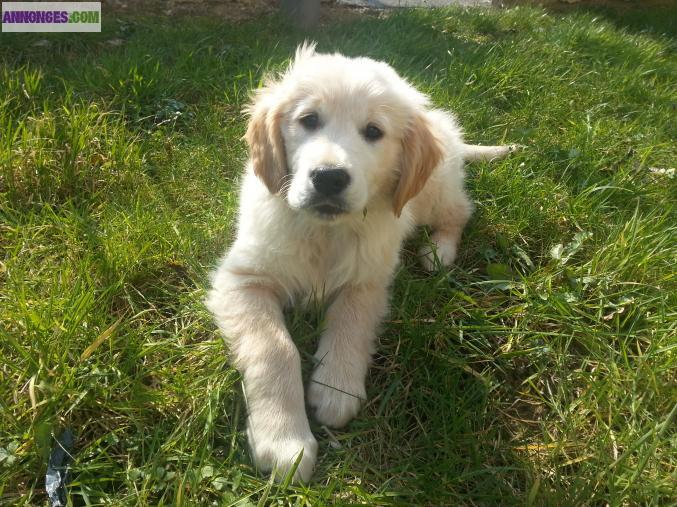 Chiot Golden Retriever LOF