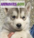 Chiots SIBERIAN HUSKY LOF
