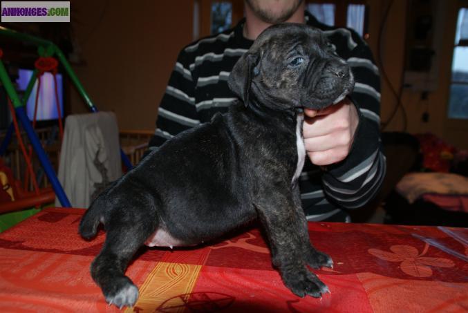 Chiots  cane corso lof a réserver