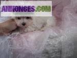 Chiots femelle maltais et yorkshire terrier  pour adoption