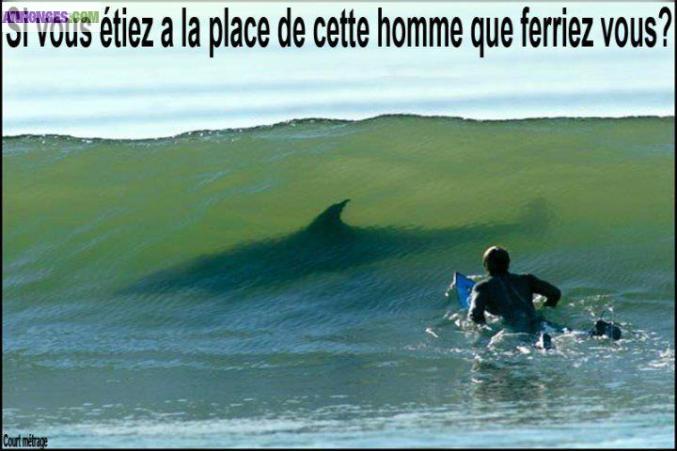 Chiot type bichon maltais