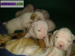 Chiots Bouledogue Américain